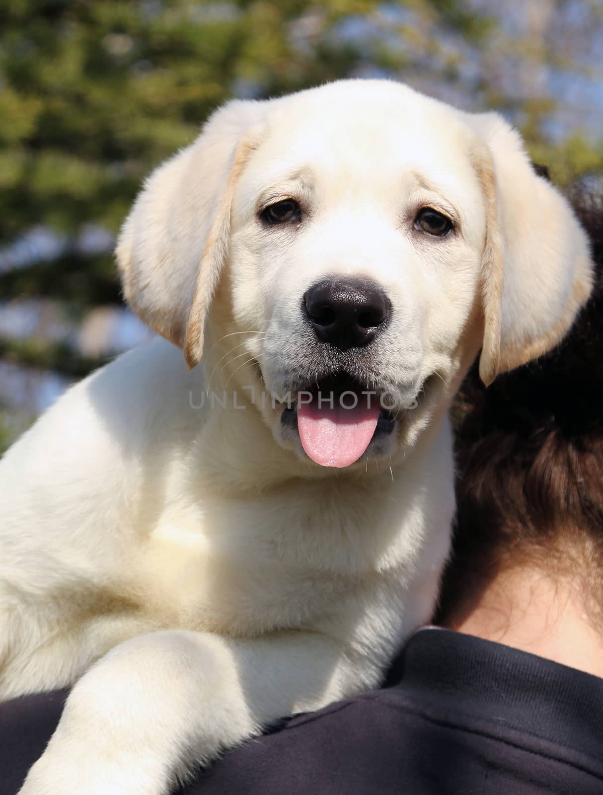 the little cute yellow labrador puppy a shoulder of a man