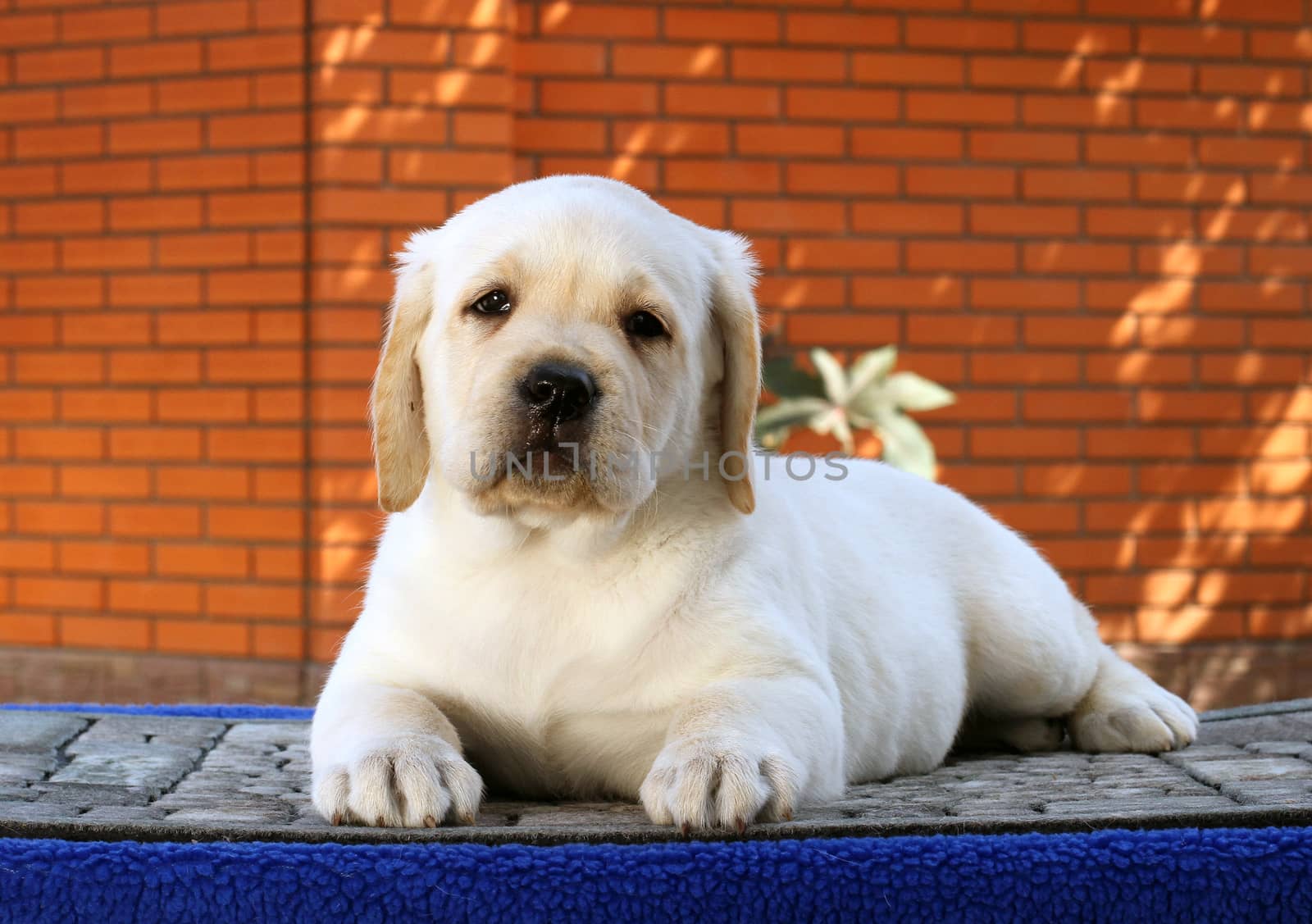 ittle yellow labrador puppy sitting on blue background