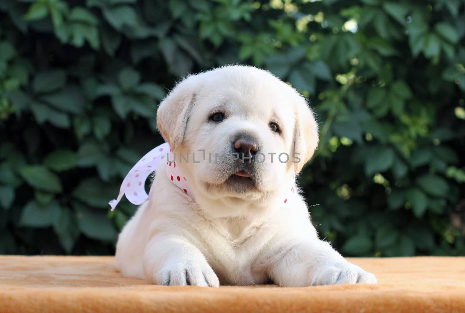 the little yellow labrador puppy sitting on yellow background