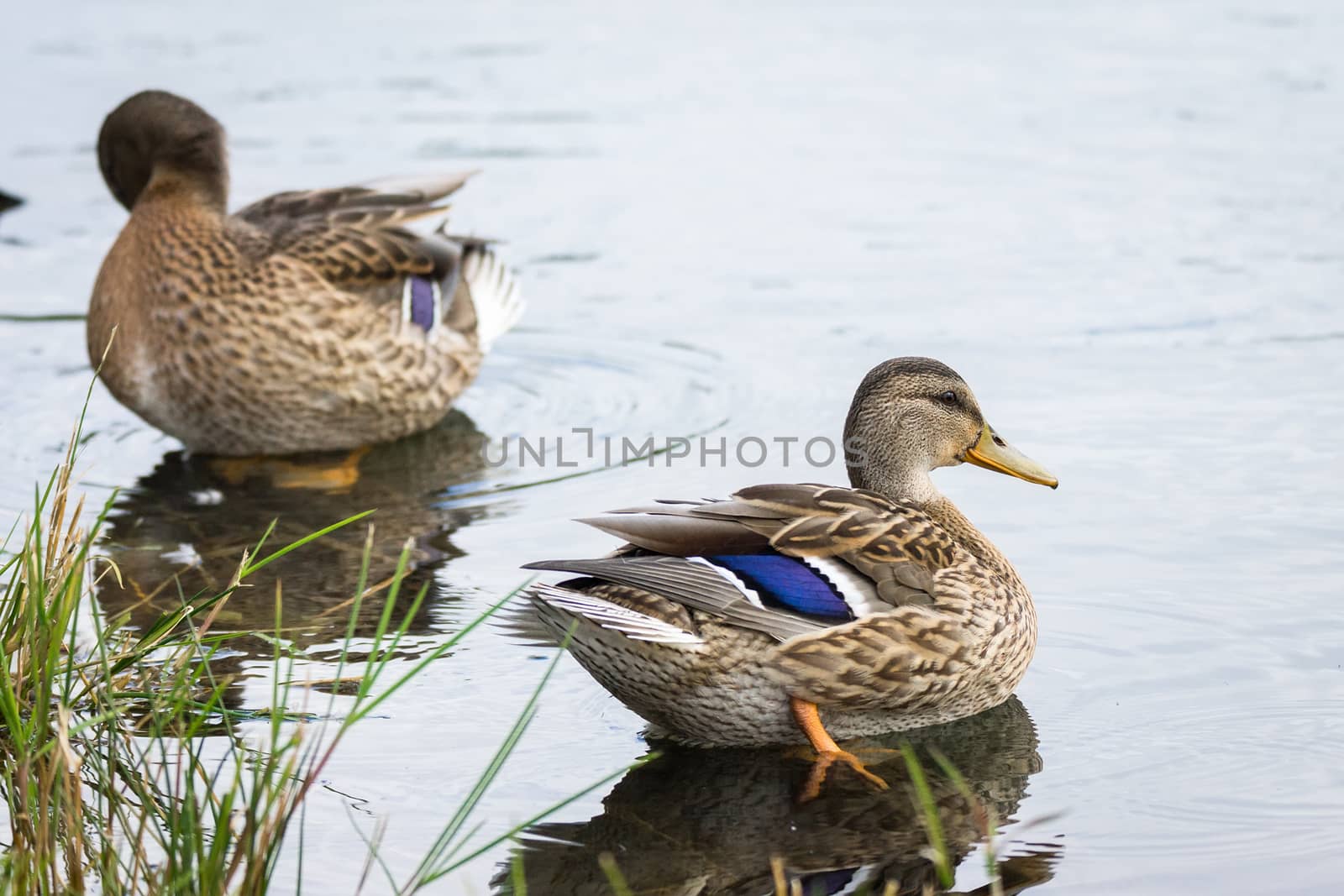 Duck floating in a pond by AlexBush