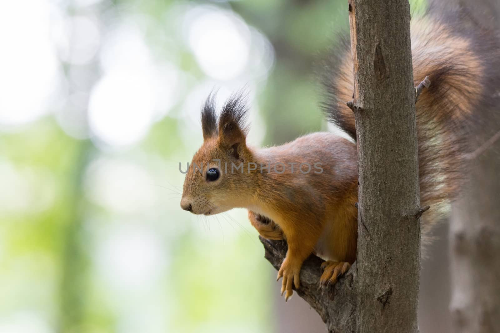 red squirrel on a branch in summer, Sciurus, park, Tamiasciurus