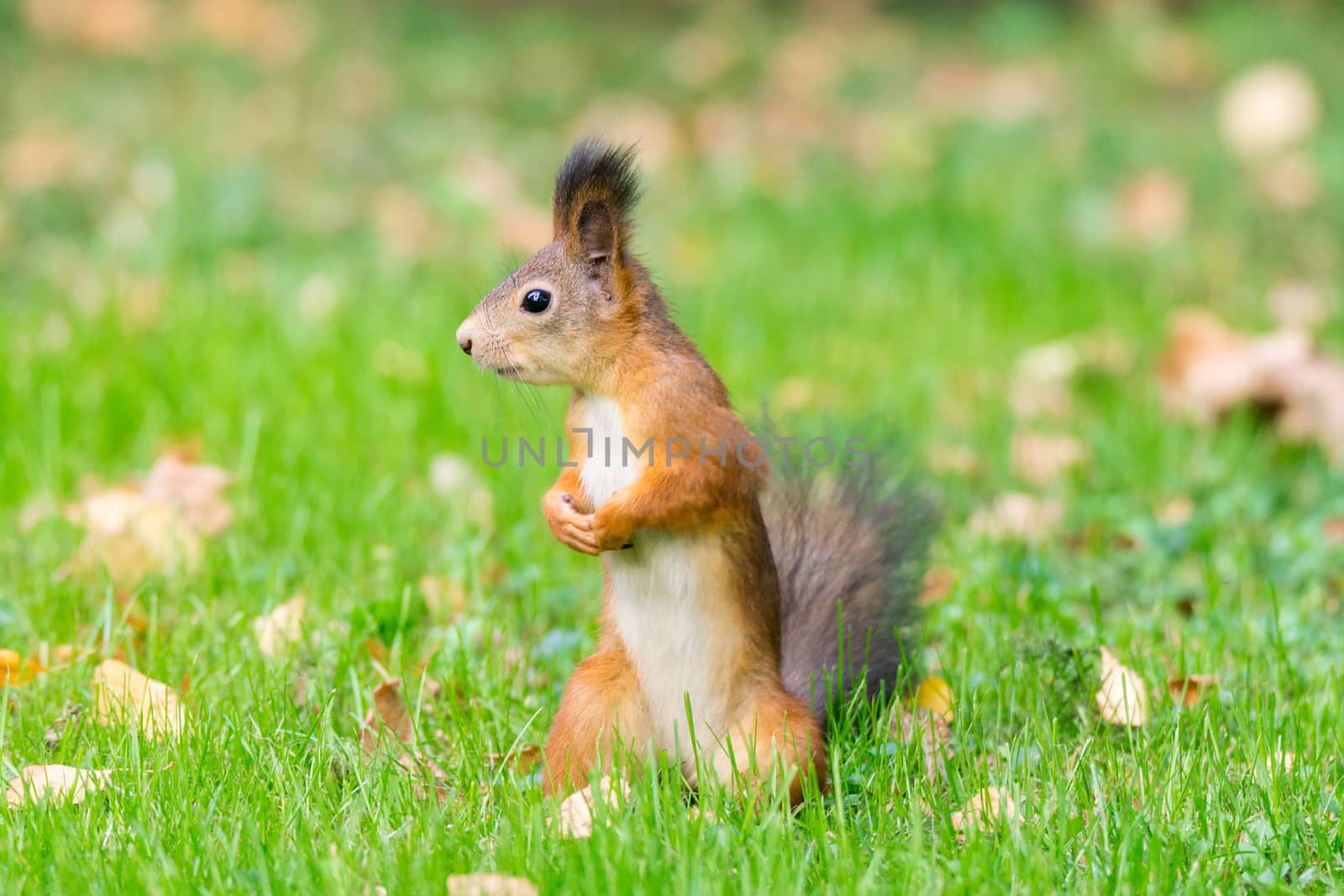 red squirrel on a branch in summer, Sciurus, park, Tamiasciurus