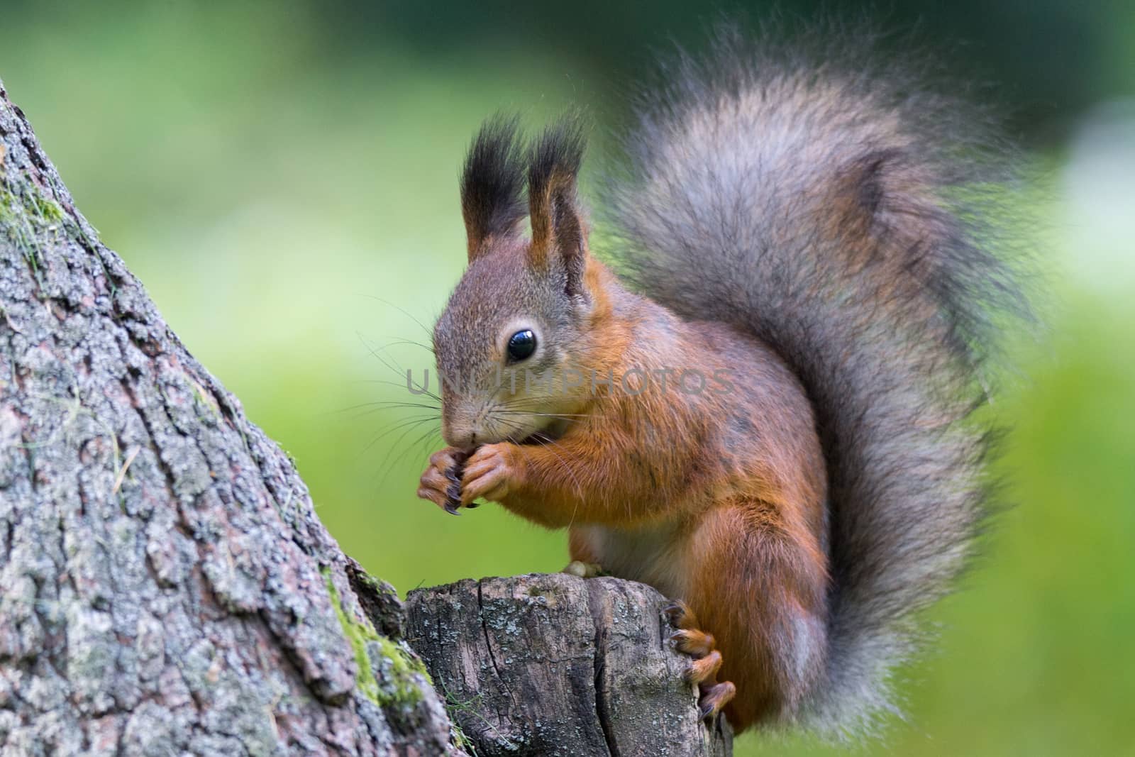 red squirrel on a branch in summer, Sciurus, park, Tamiasciurus