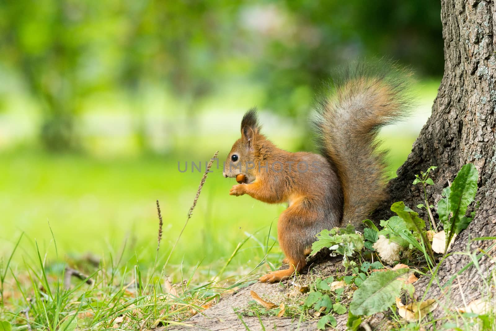 red squirrel on a branch in summer, Sciurus, park, Tamiasciurus