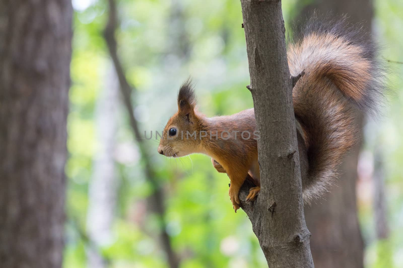 squirrel on a branch by AlexBush