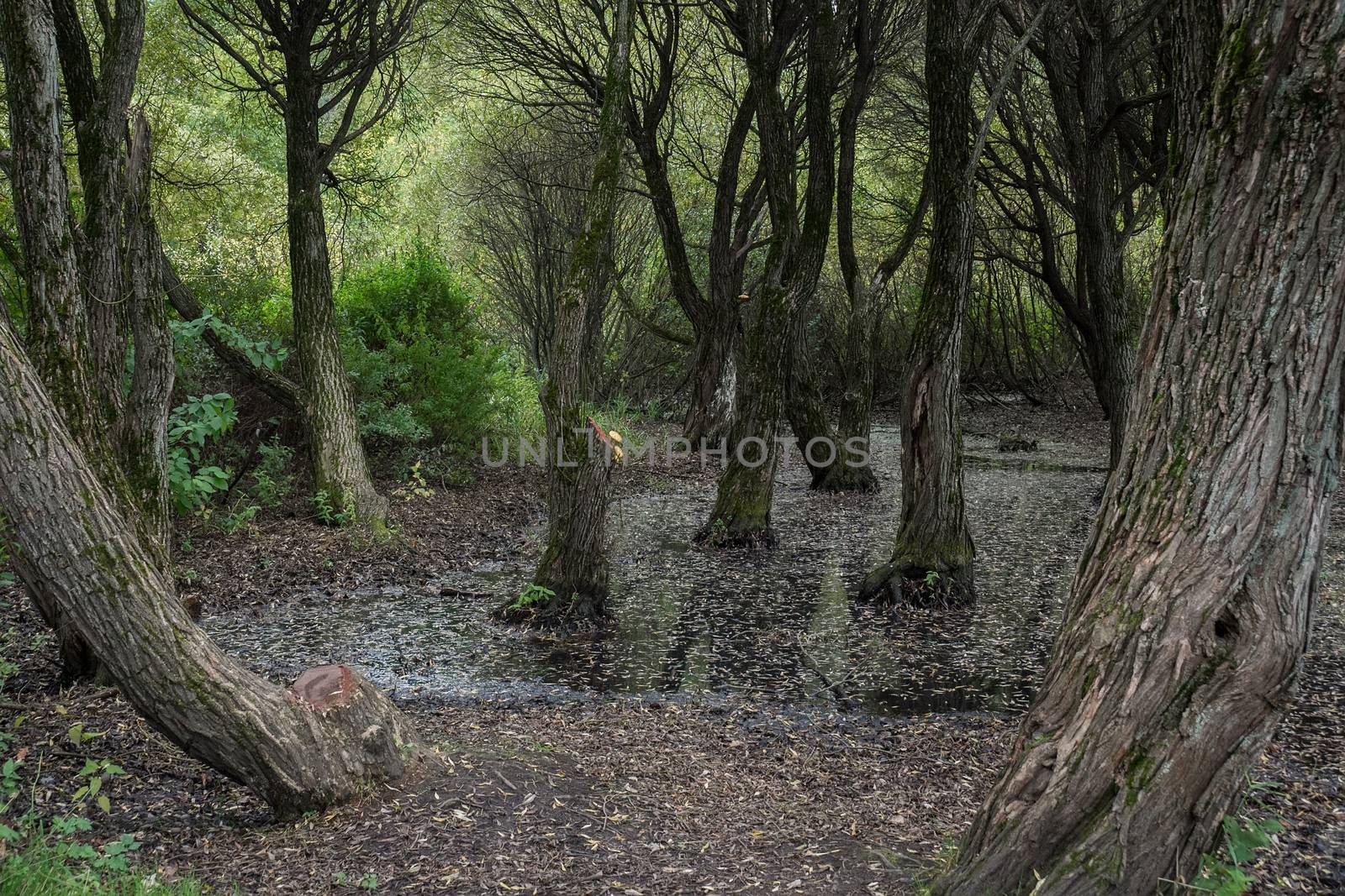 fairy scary forest by AlexBush