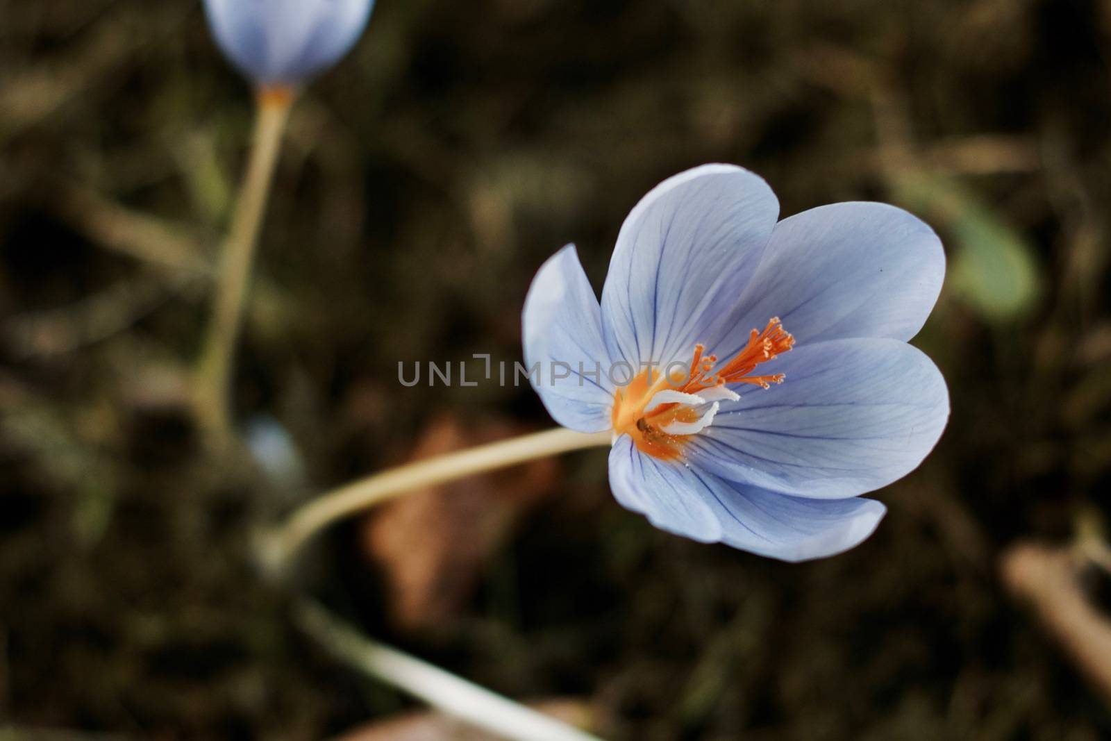 Orange and violet small flower in garden. Natural growing. Richmond, London