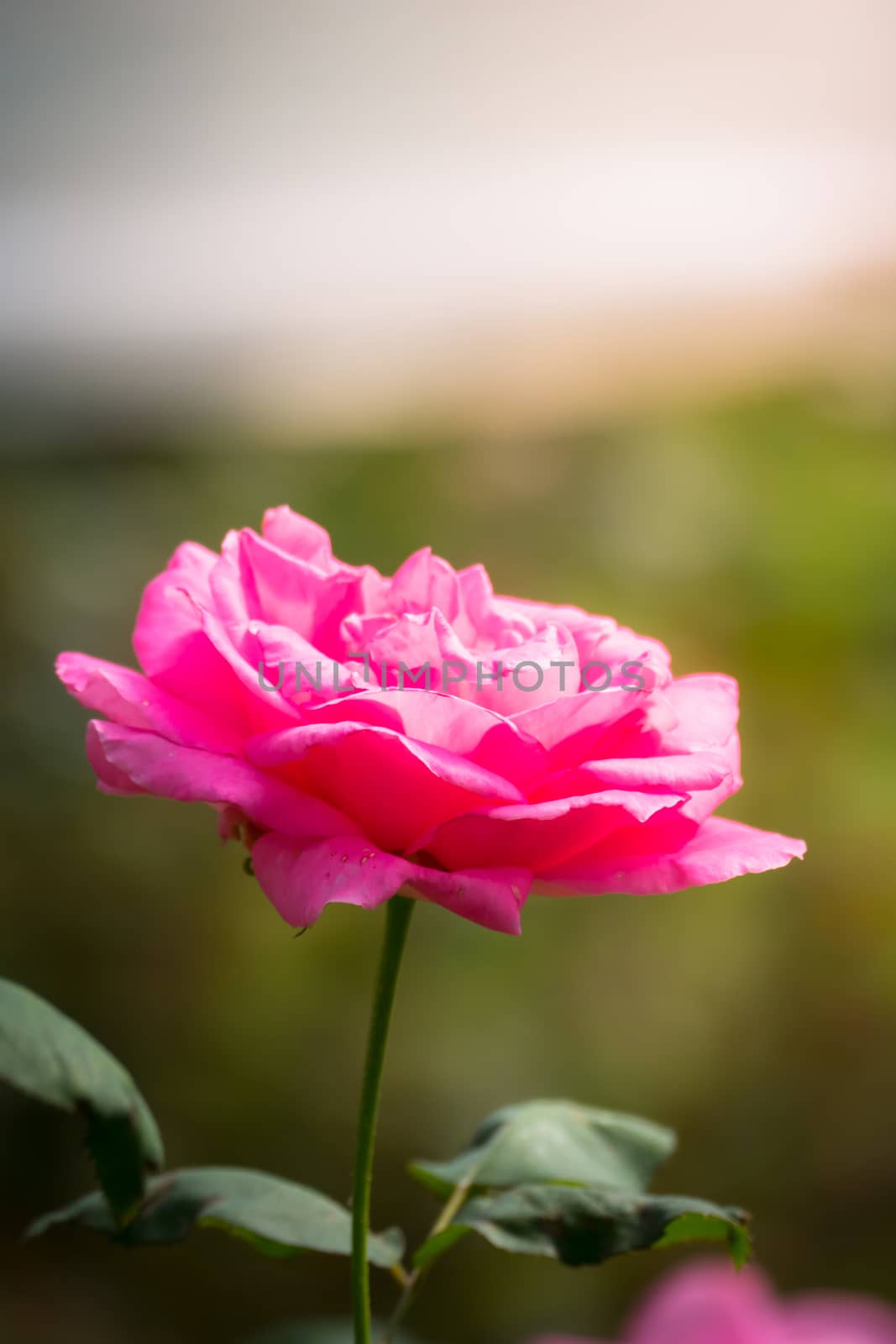 Roses in the garden, Roses are beautiful with a beautiful sunny day.