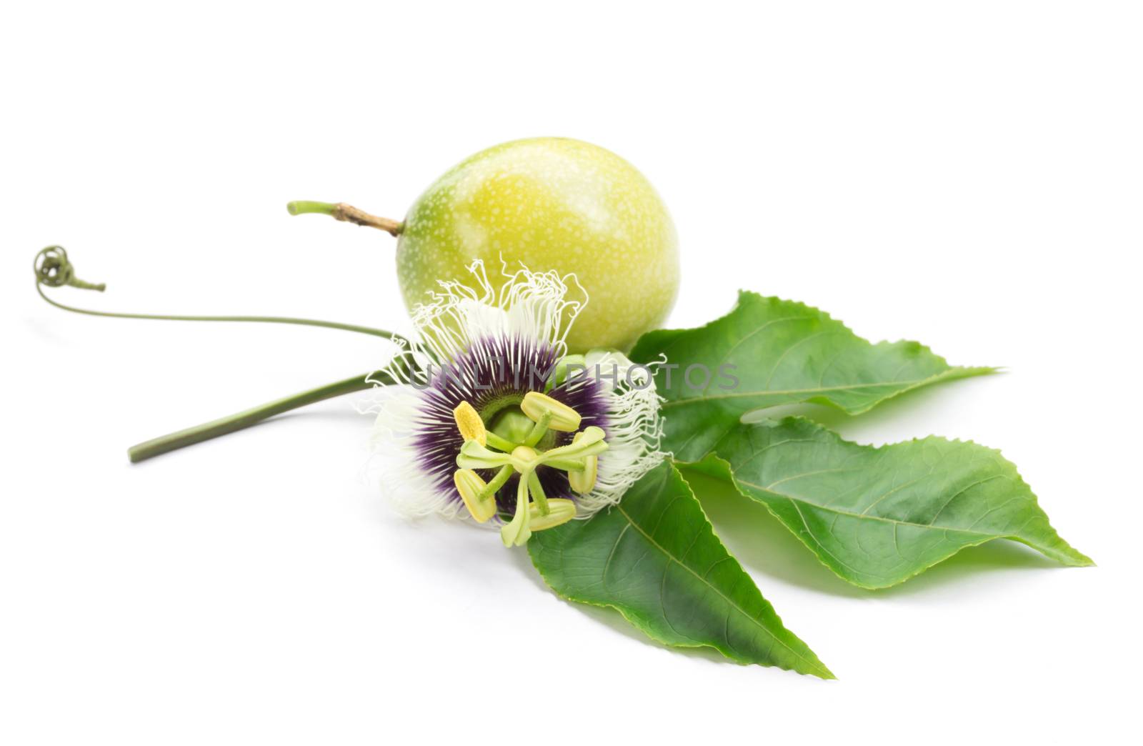 Passion fruit flower and leaves on white background