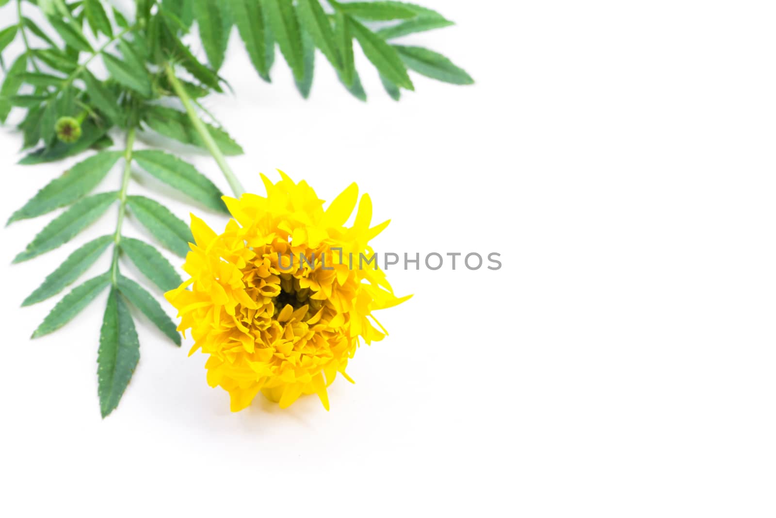 Closeup yellow marigold flower with leaves on white background for decorative concept