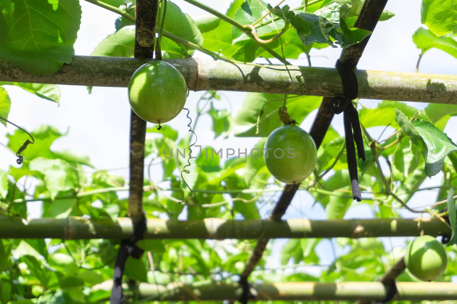 Green leaves and passion fruit brace in farm with sun light
