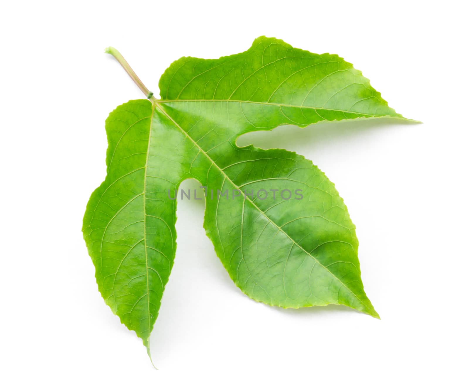 Green leaves of passion fruit on white background