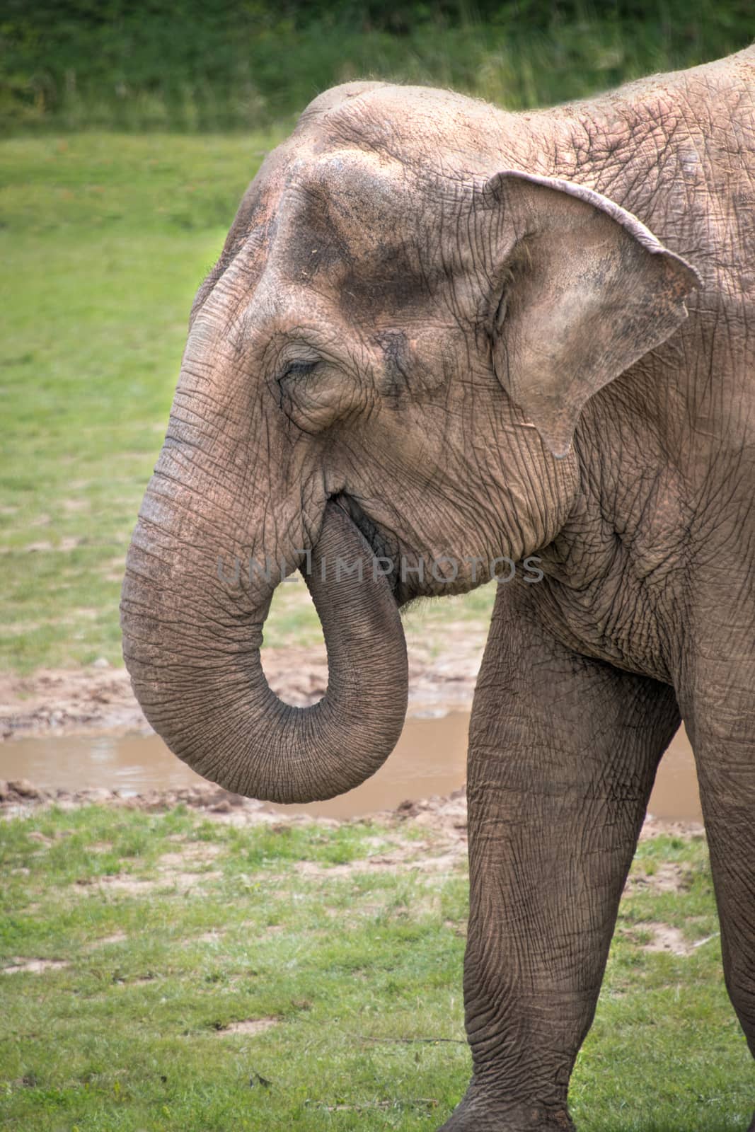 An upright vertical image of a elephant in profile with its trunk in its mouth feeding. Portrait view of its head and front legs