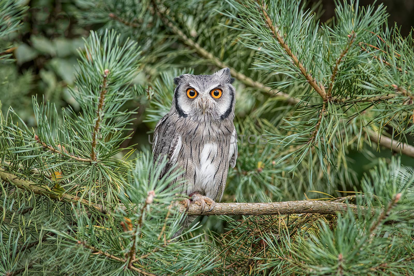 White faced scops owl by alan_tunnicliffe