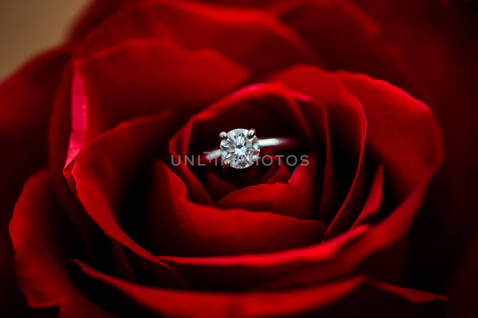 A nice diamond ring put in the center of beautiful blossoming rose.
