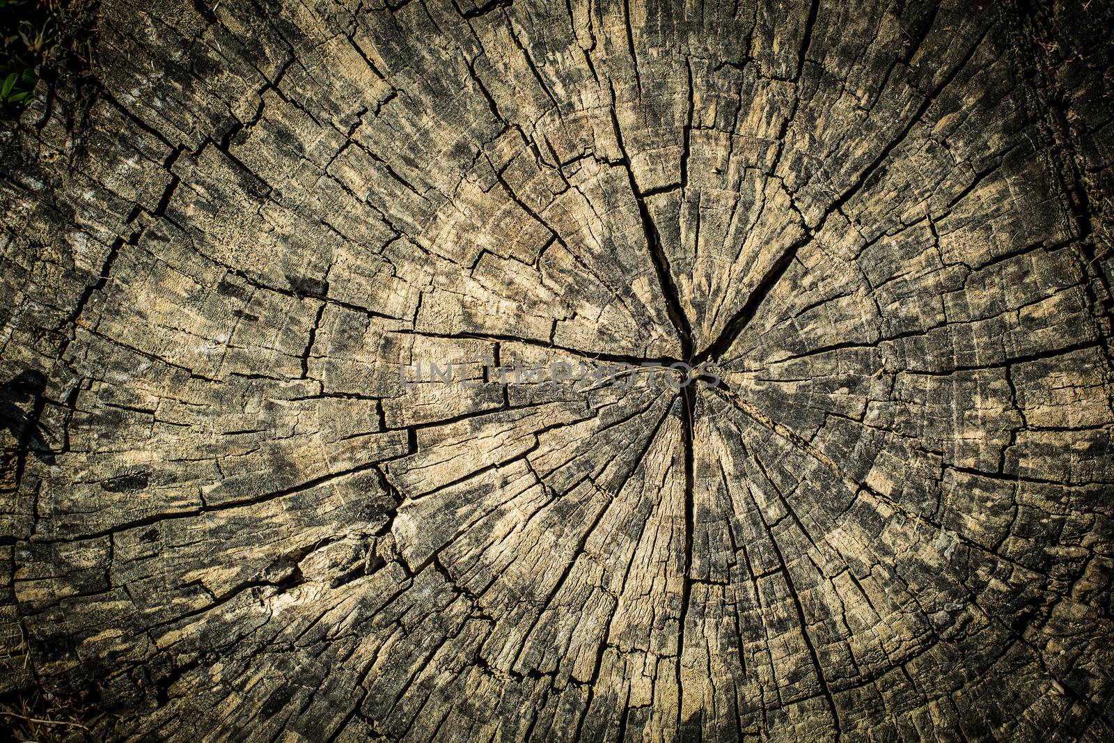 Grungy, detailed, cross section of a tree stump.