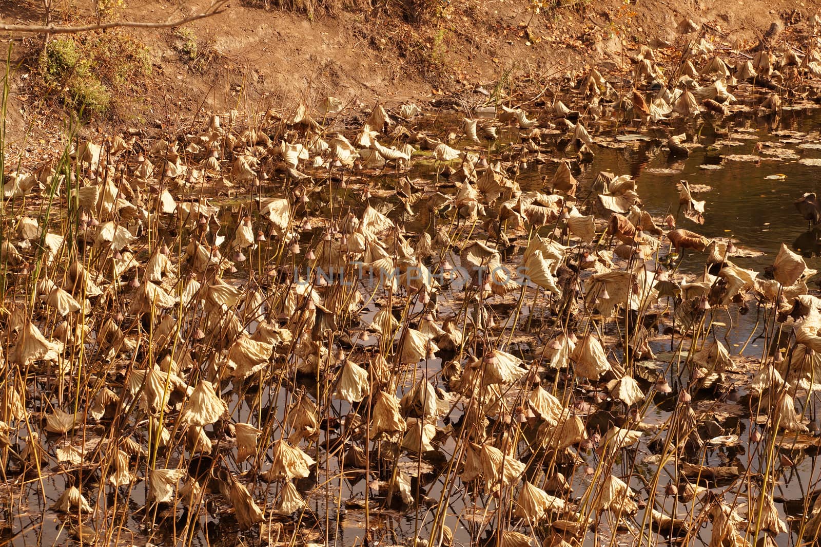 Dried-up lotuses faded in a small reservoir in the territory of the Volgograd region