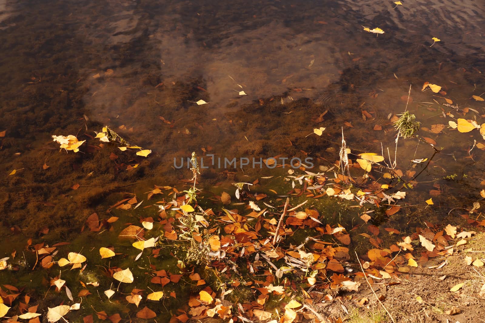 Autumn etude with the fallen-down yellow leaves on a water by Vadimdem
