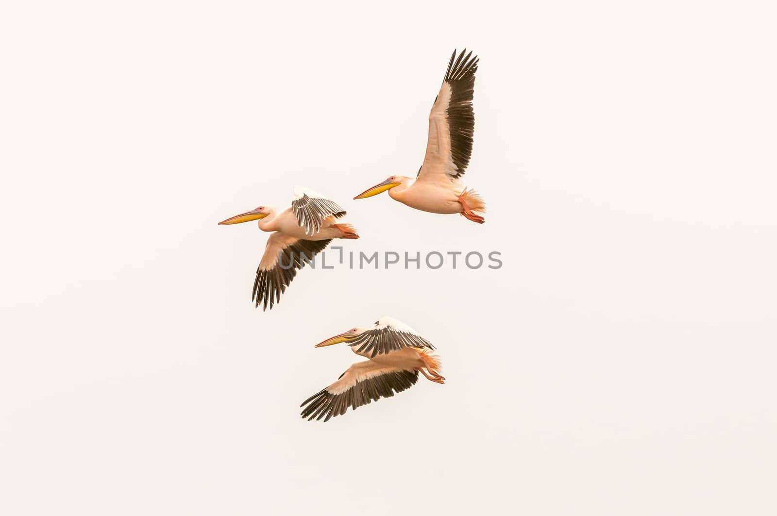 Three Great white pelicans, Pelecanus onocrotalus flying at the lagoon in Walvis Bay in the Namib Desert on the Atlantic Coast of Namibia
