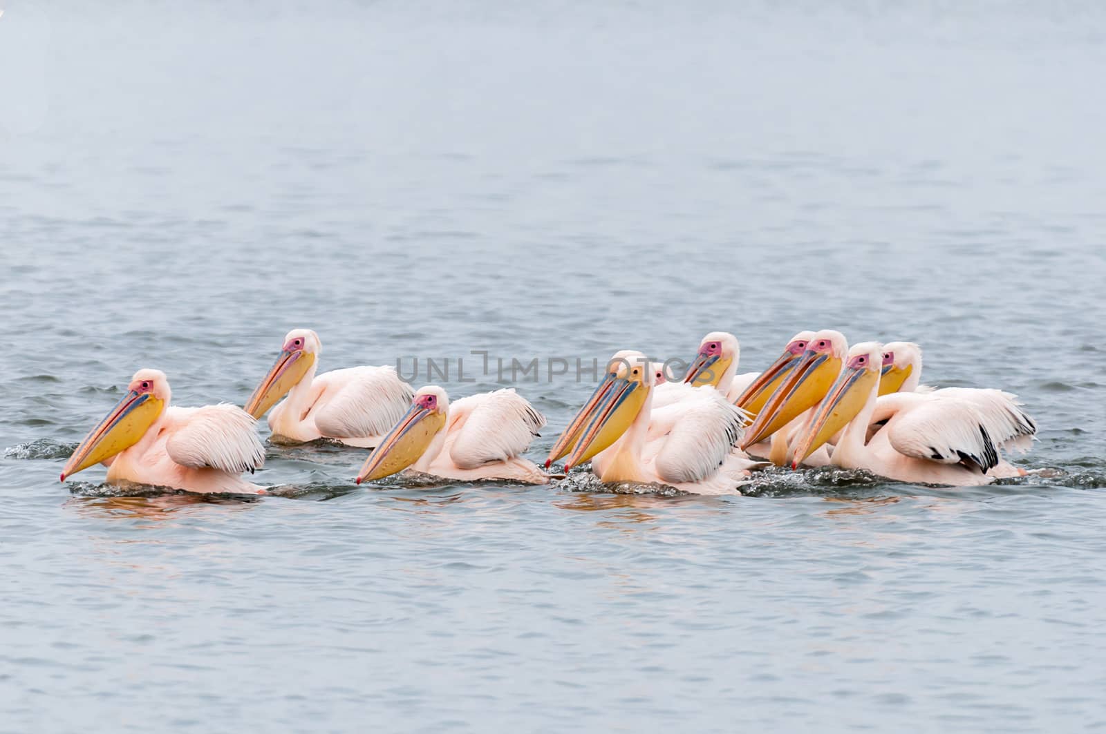 Great white pelicans swimming in formation in the lagoon in Walvis Bay