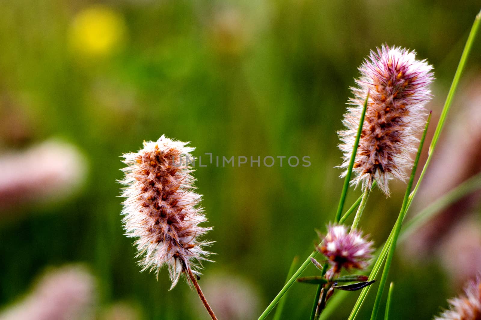 Hairy Flowers by Mads_Hjorth_Jakobsen