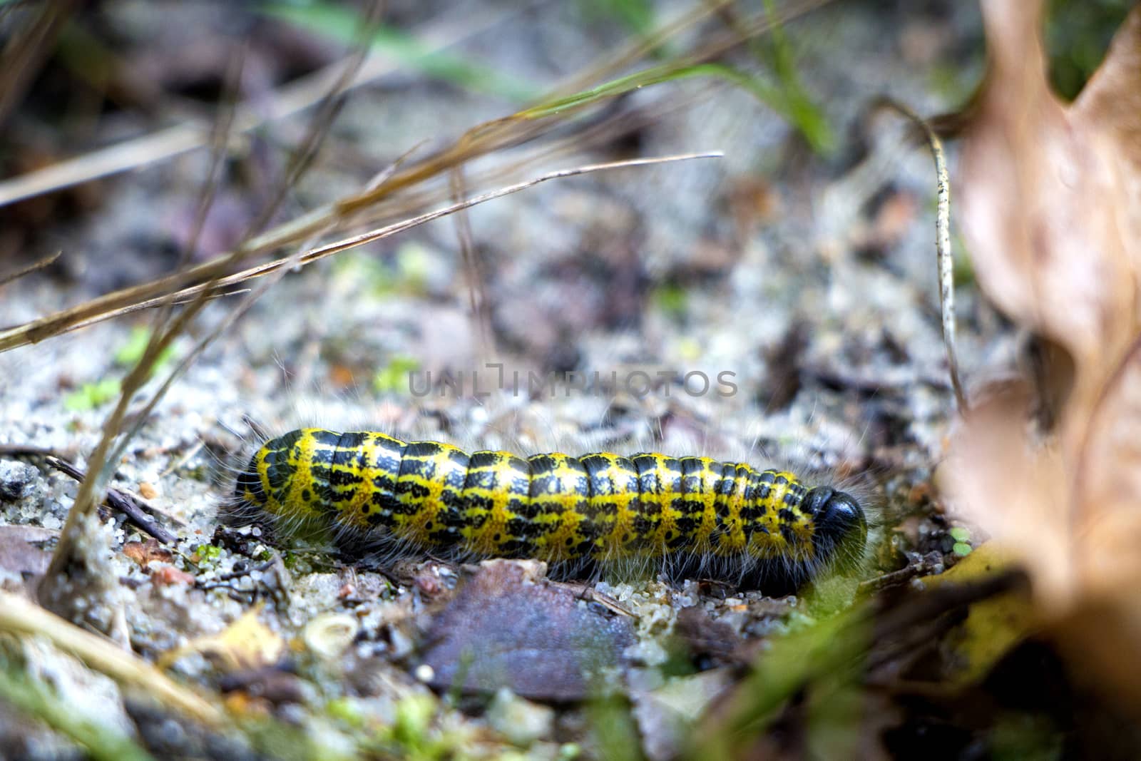Yellow and black pieris brassicae caterpillar with hairs in the bottom of the forest in autumn.