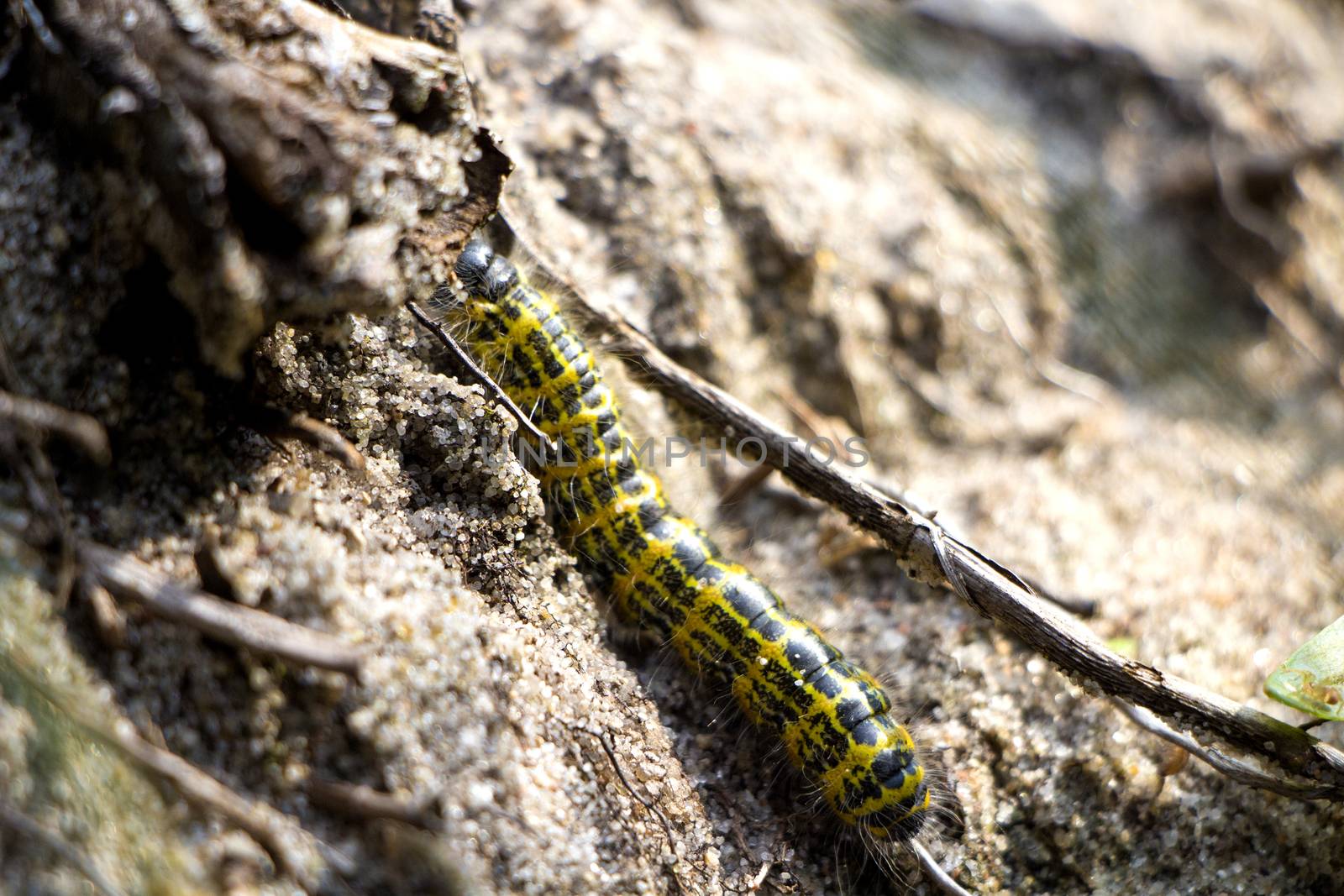 Yellow and black caterpillar climbing on sand in autumn.