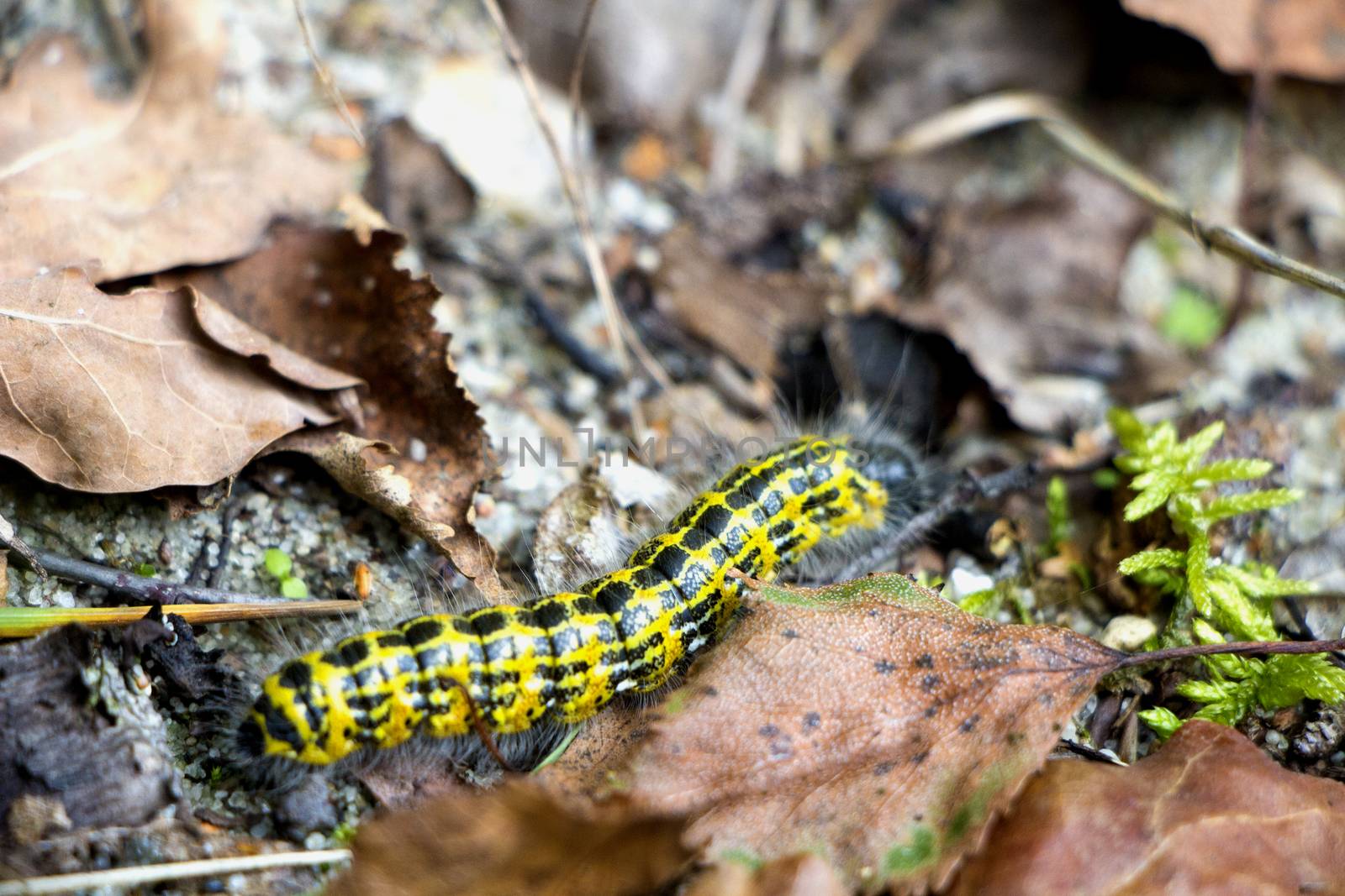 Yellow and black larva with hair in forest floor with brown leaves in autumn.
