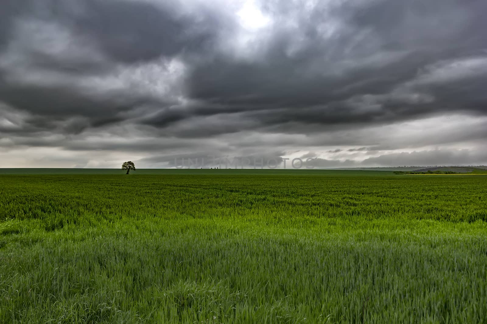 Alone tree on green meadow and cloudy stormy sky