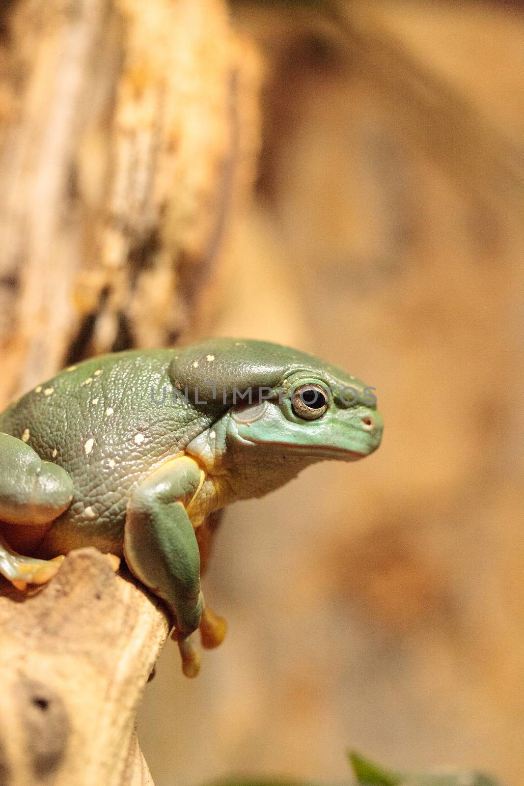 Magnificent tree frog Litoria splendida can be found in Australia and can be found in caves.