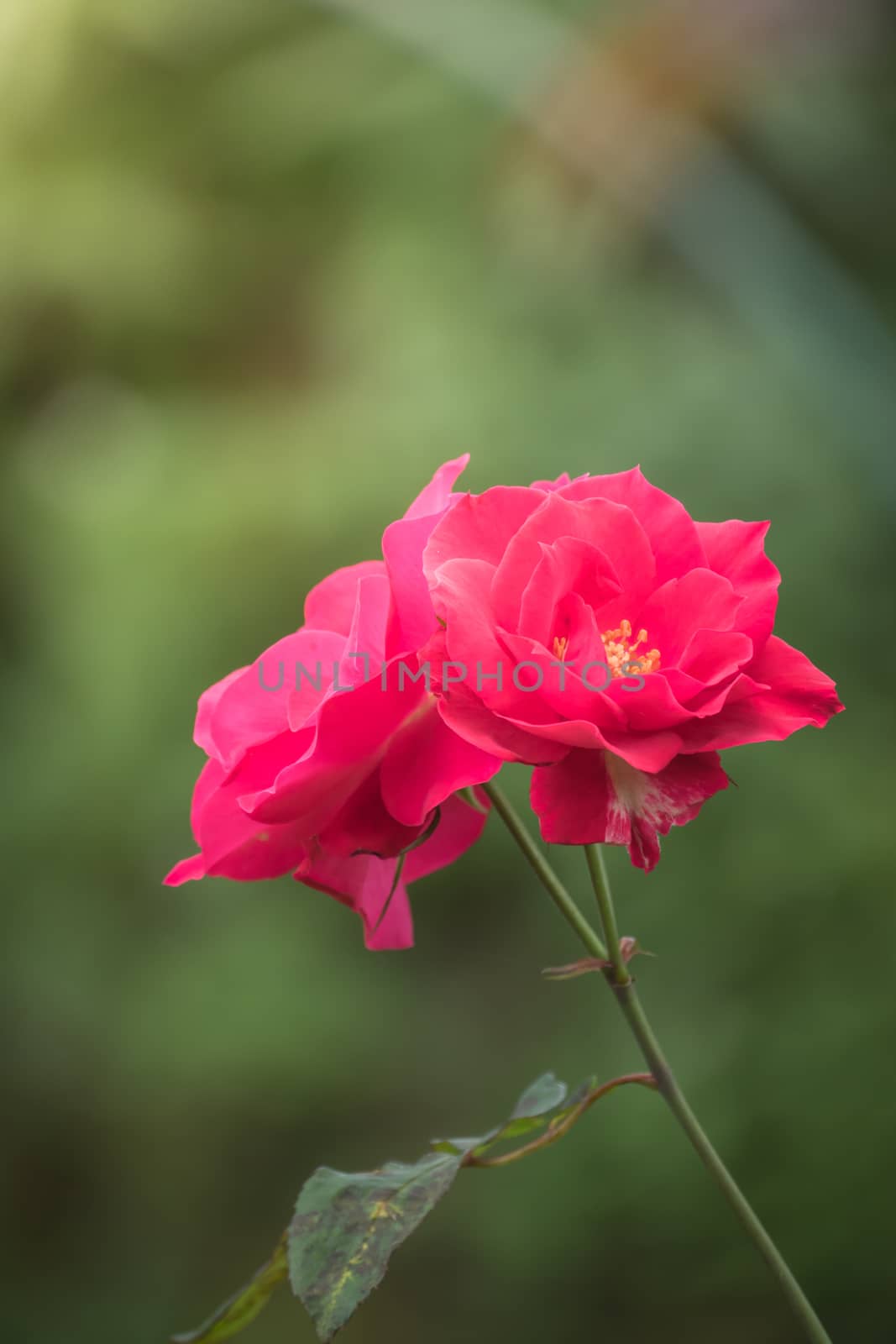 Roses in the garden, Roses are beautiful with a beautiful sunny day.