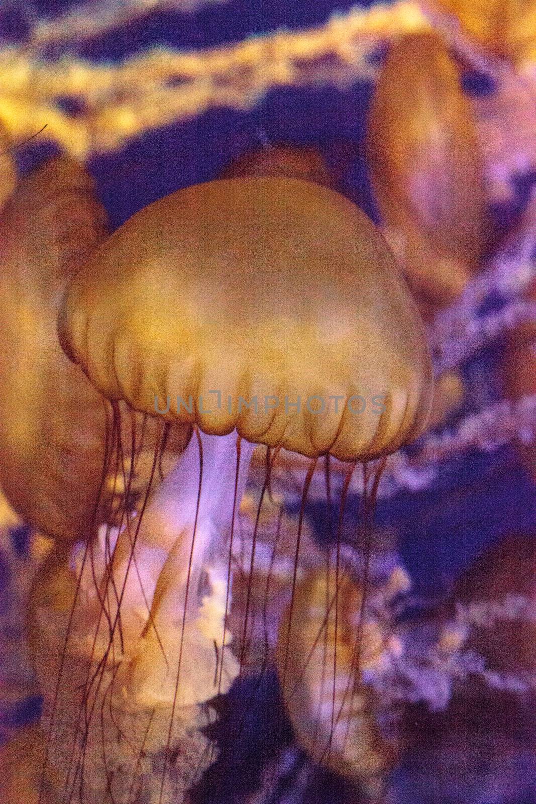 Pacific sea nettle called Chrysaora fuscenscens is seen as far south as Baja California and as far north as British Columbia.