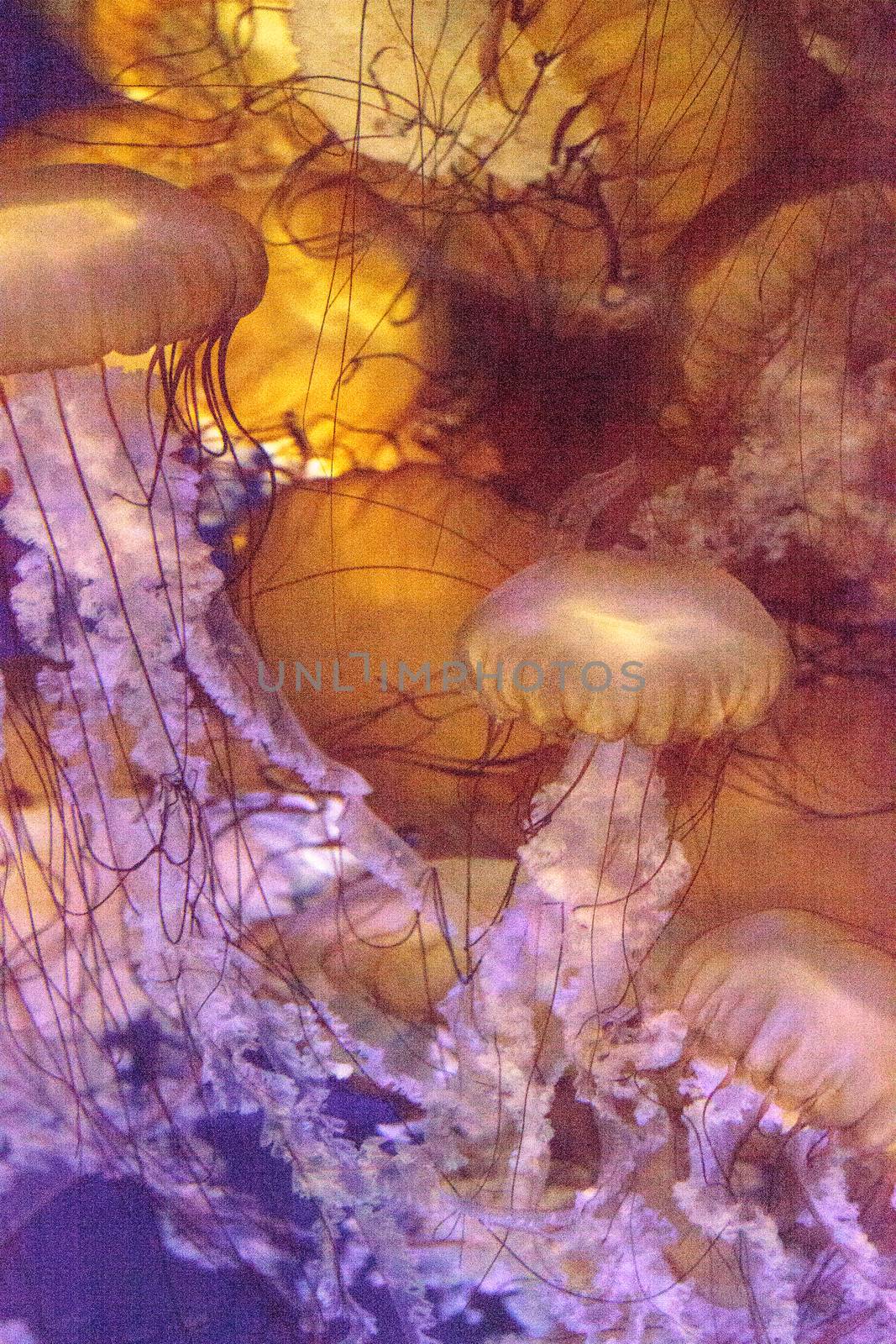 Pacific sea nettle called Chrysaora fuscenscens by steffstarr