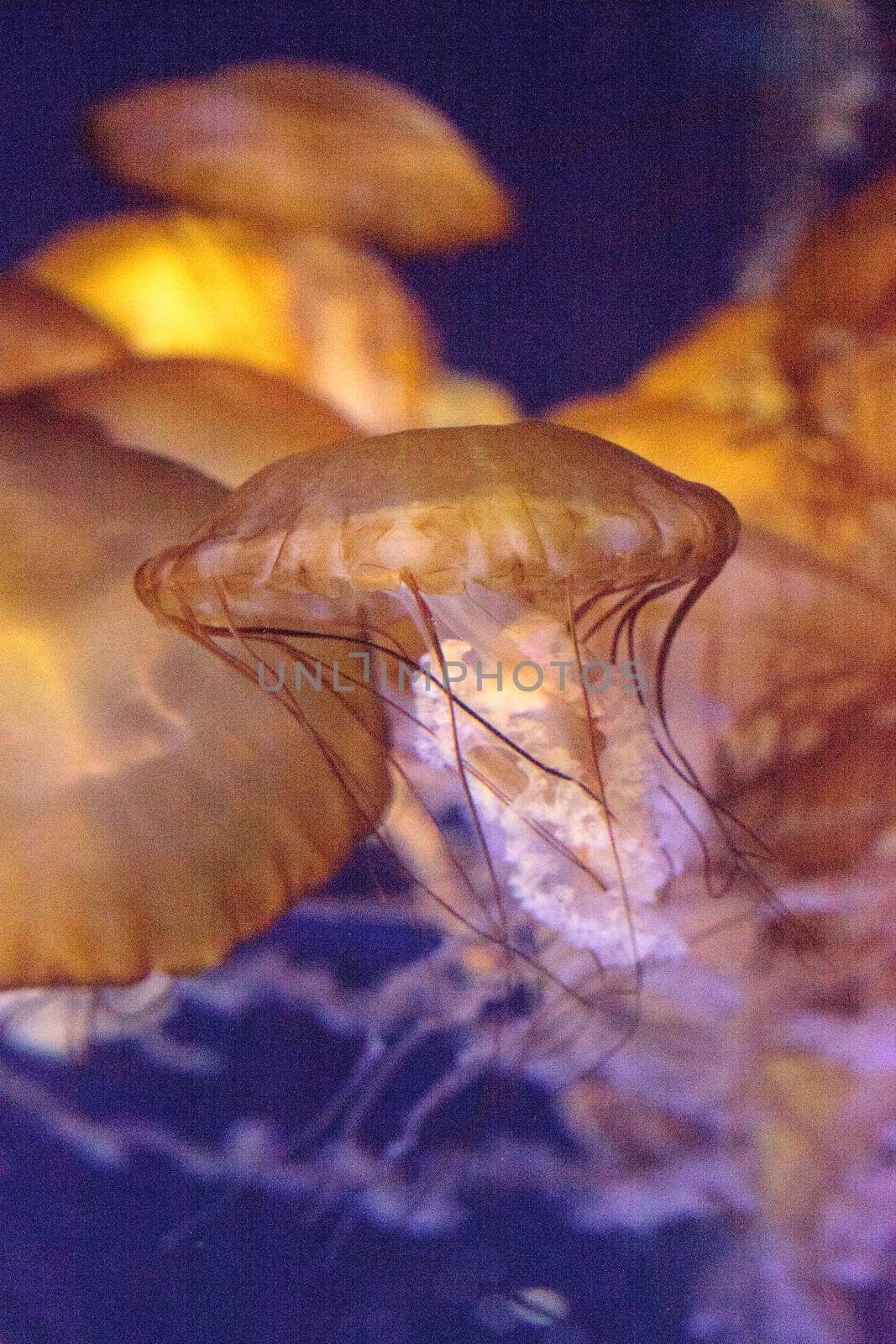 Pacific sea nettle called Chrysaora fuscenscens by steffstarr