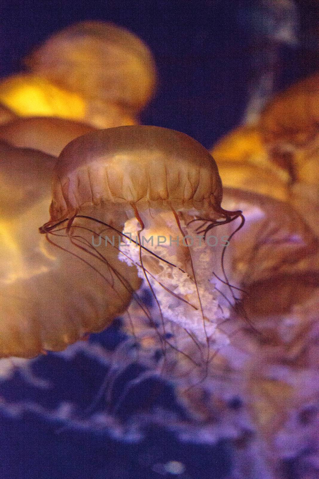 Pacific sea nettle called Chrysaora fuscenscens by steffstarr