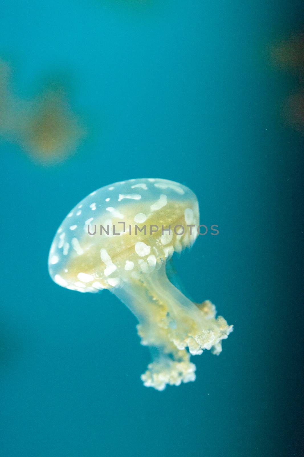 Golden jelly, Phyllorhiza punctata, is also known as the floating bell and the white-spotted jellyfish