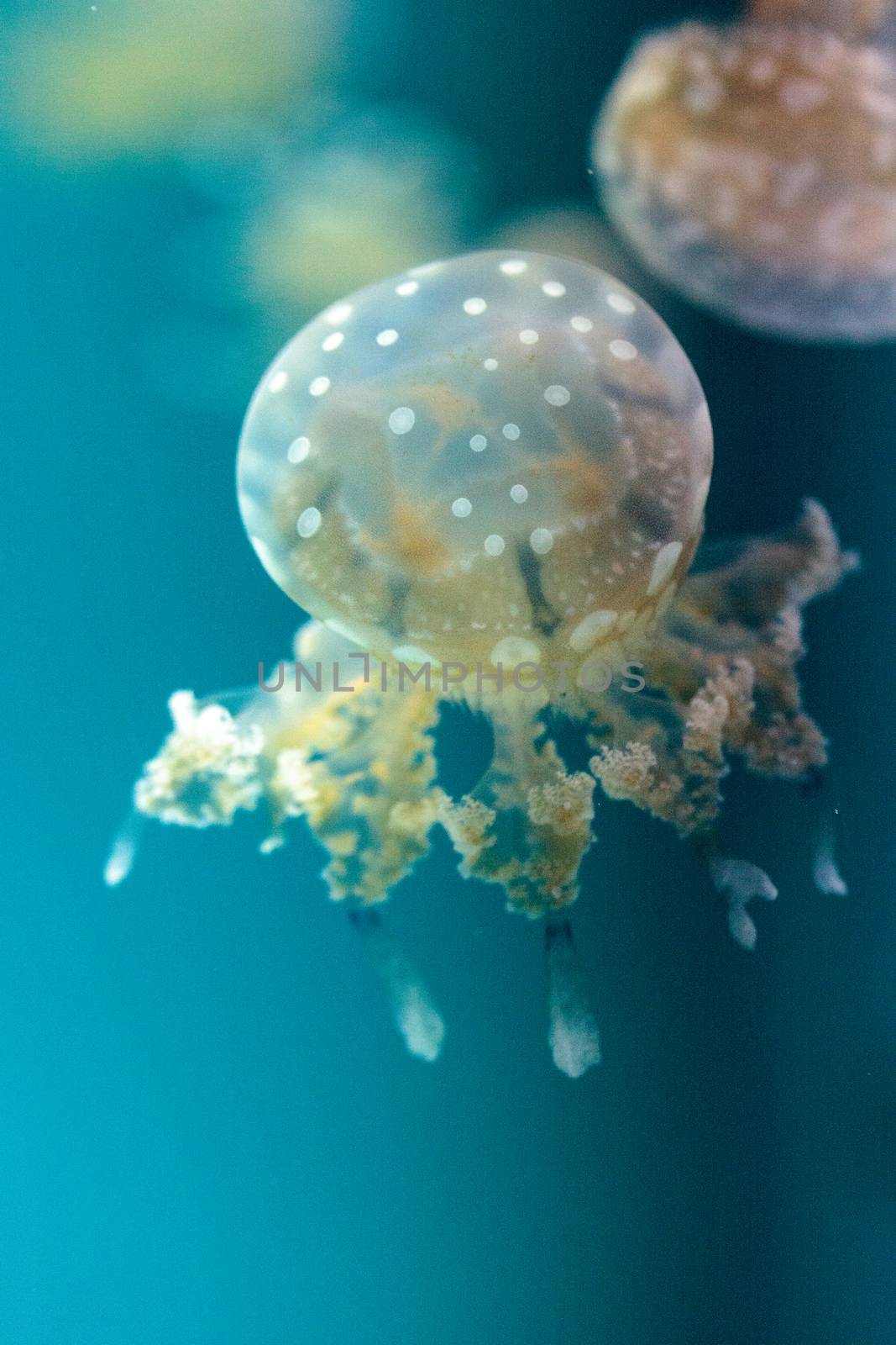 Golden jelly, Phyllorhiza punctata, is also known as the floating bell and the white-spotted jellyfish