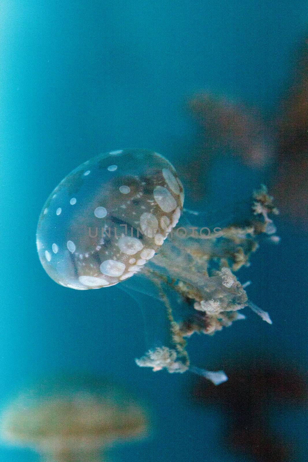 Golden jelly, Phyllorhiza punctata by steffstarr