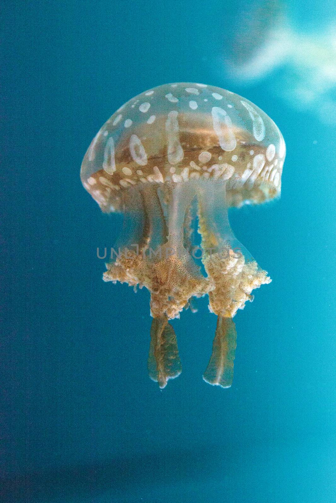 Golden jelly, Phyllorhiza punctata by steffstarr