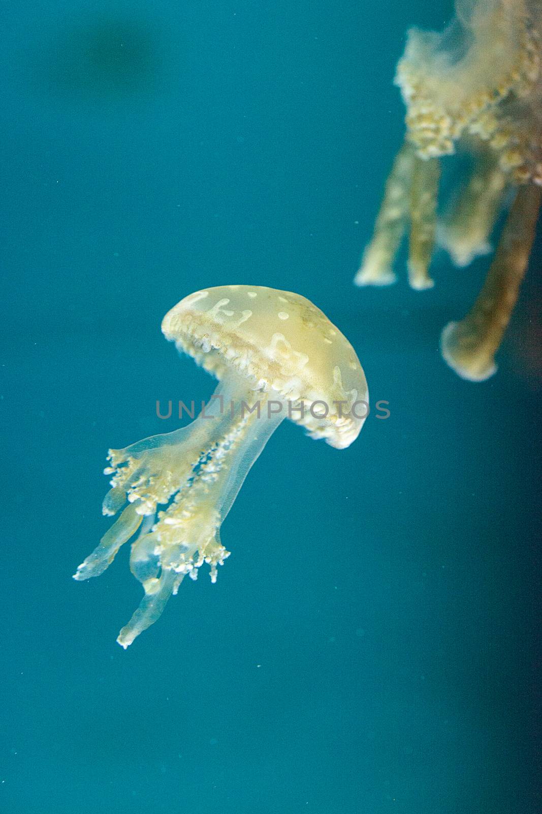 Golden jelly, Phyllorhiza punctata, is also known as the floating bell and the white-spotted jellyfish