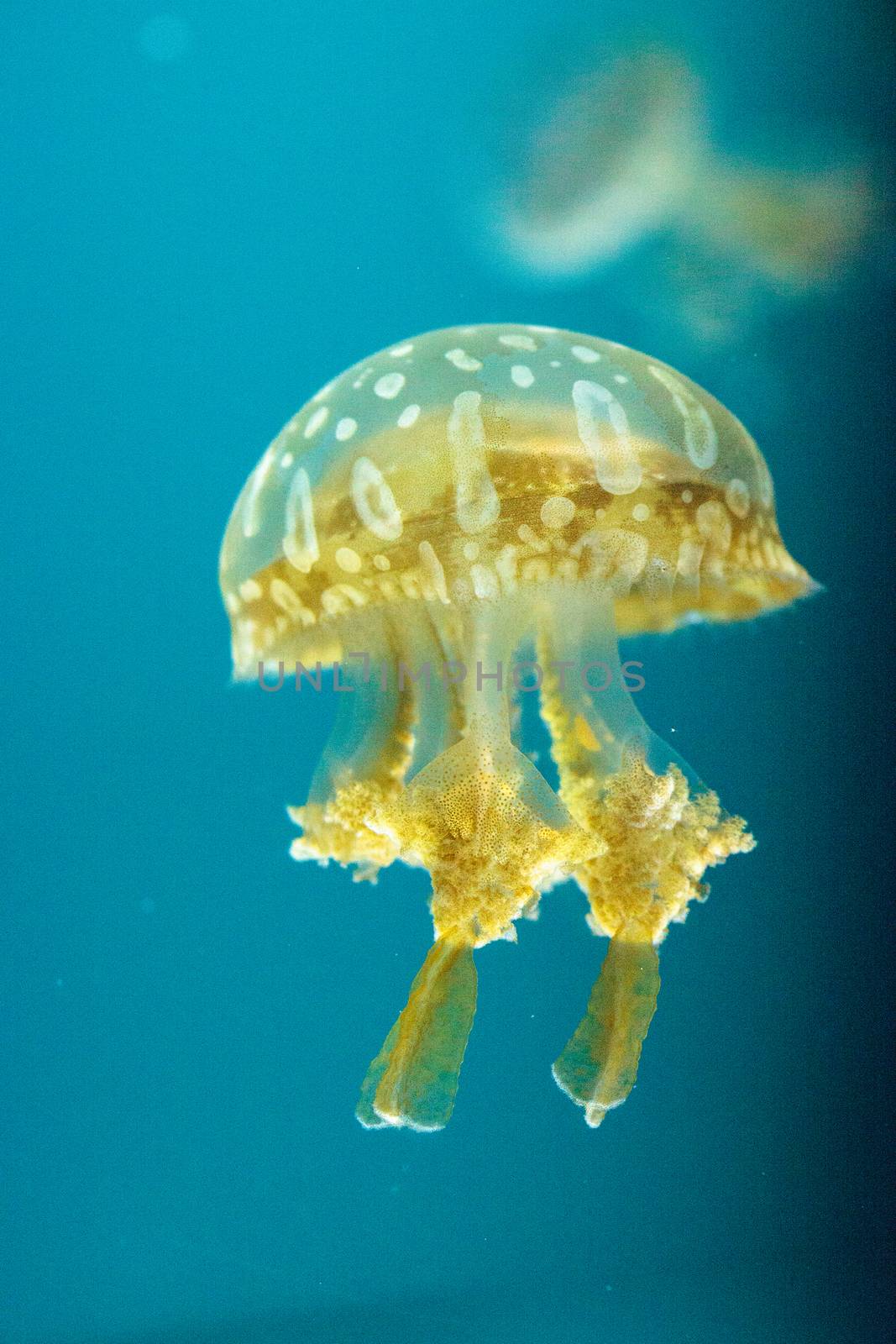 Golden jelly, Phyllorhiza punctata, is also known as the floating bell and the white-spotted jellyfish