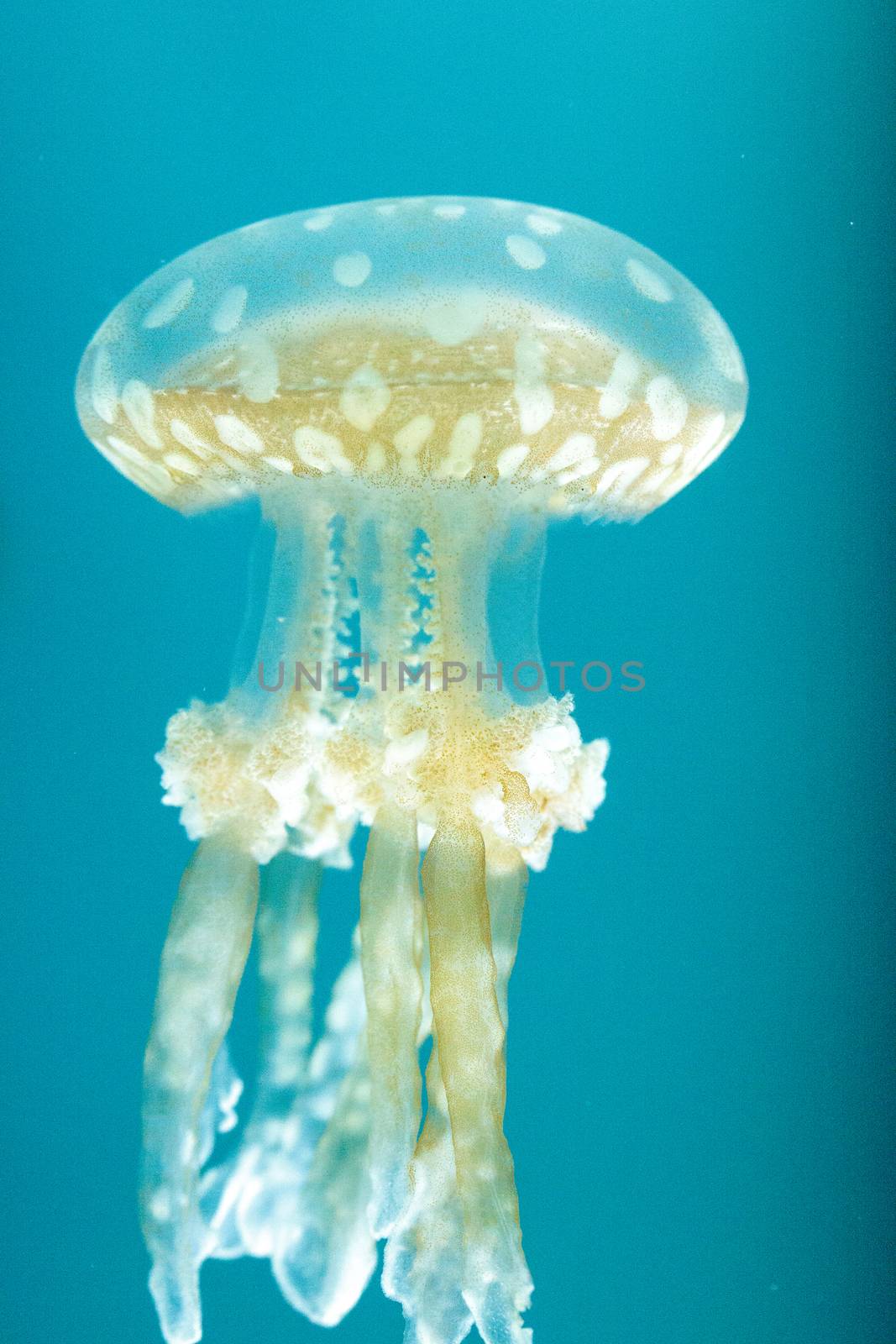 Golden jelly, Phyllorhiza punctata, is also known as the floating bell and the white-spotted jellyfish