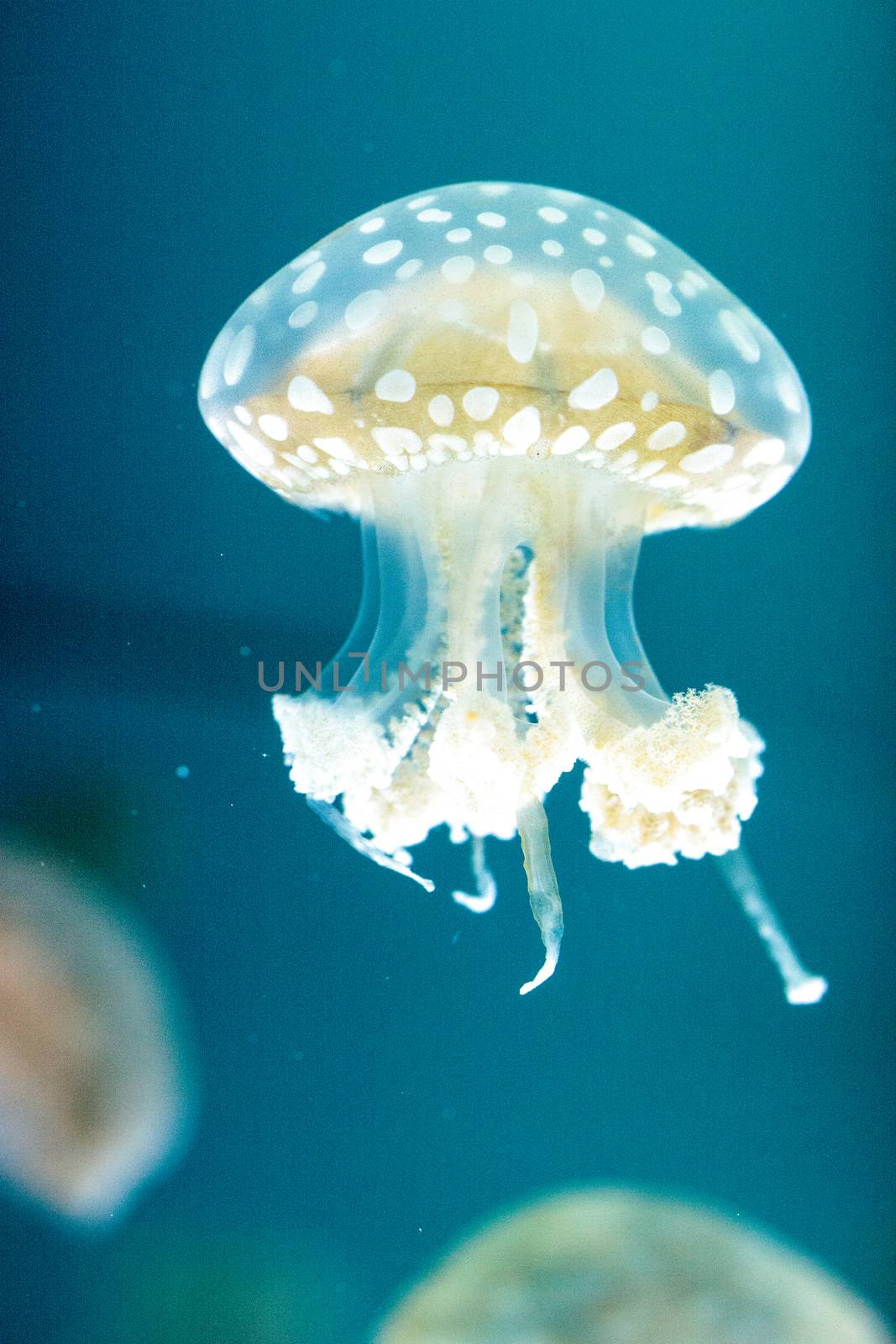 Golden jelly, Phyllorhiza punctata, is also known as the floating bell and the white-spotted jellyfish