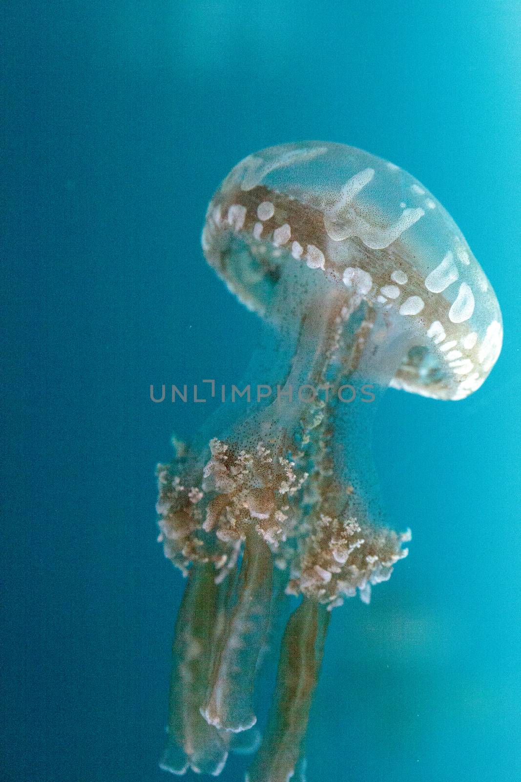 Golden jelly, Phyllorhiza punctata by steffstarr