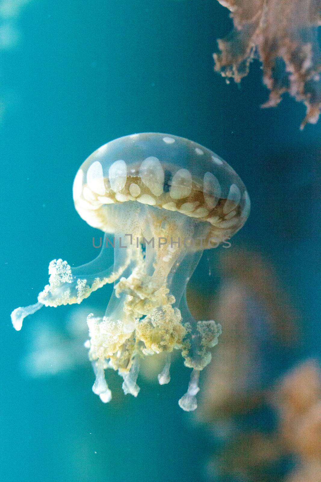 Golden jelly, Phyllorhiza punctata by steffstarr