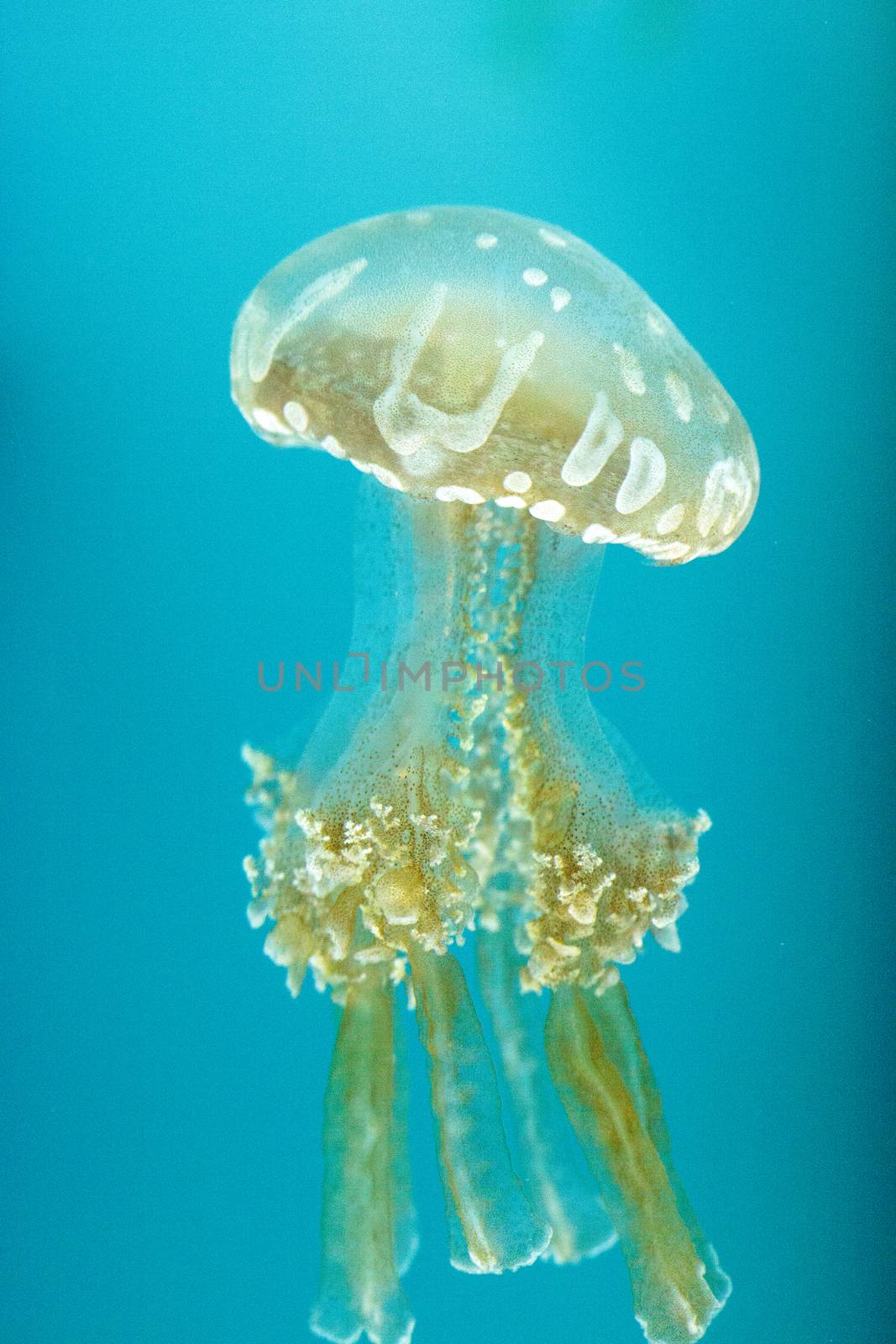 Golden jelly, Phyllorhiza punctata, is also known as the floating bell and the white-spotted jellyfish