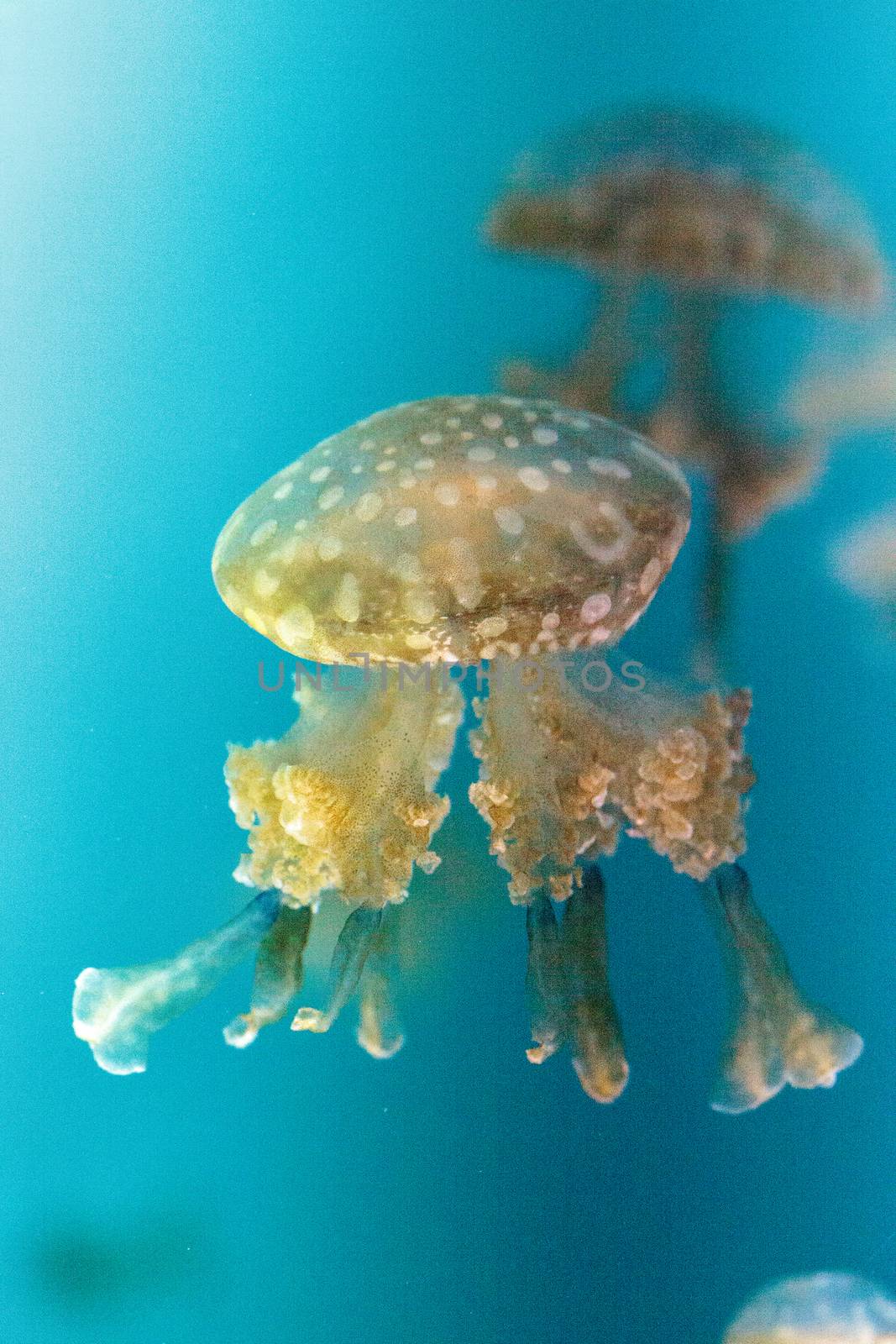 Golden jelly, Phyllorhiza punctata, is also known as the floating bell and the white-spotted jellyfish