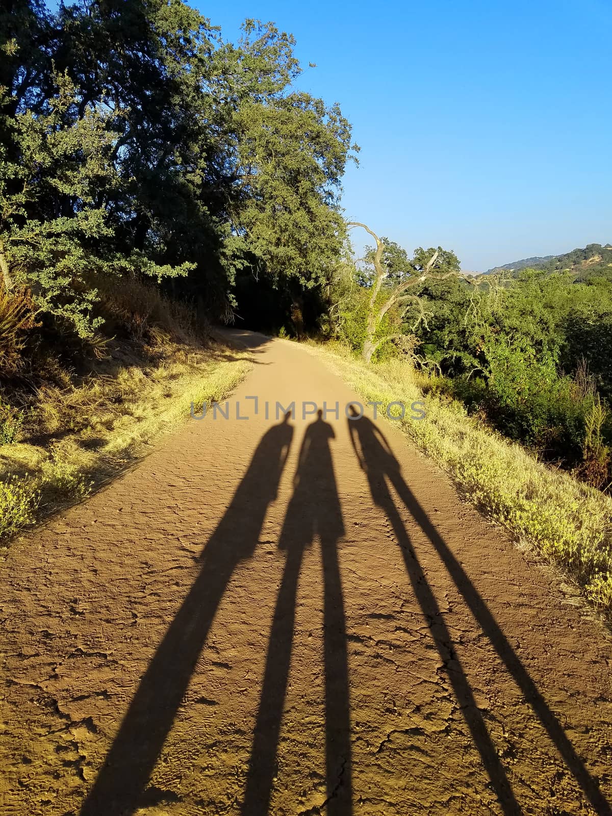 Long shadows of three people on the dirt road that leads into the wood.