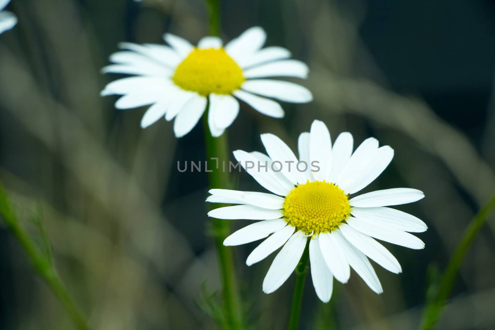 Small white and yellow flowers on a sunny day in autumn.