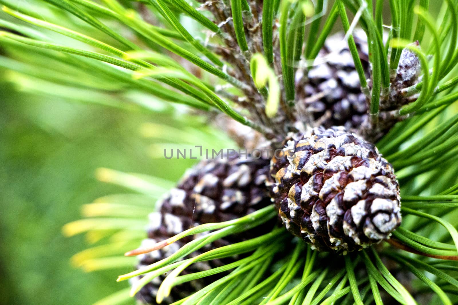 Brown spruce cones on spruce tree in autumn. Green fir tree.